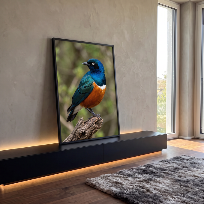 Estorninho soberbo azul iridescente com peito laranja pousado em tronco seco, fundo verde, quadro decorativo