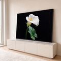 Quadro Decorativo Grande Copo de Leite para Sala Branco | quadros decorativos para sala | flor copo-de-leite branca com gotas de água e centro amarelo em fundo preto | em Quadros para Sala | Porao dos Quadros