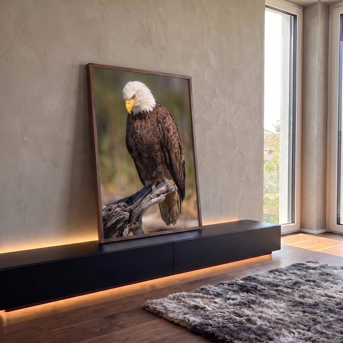 Águia de cabeça branca pousada em tronco seco, olhar baixo e plumagem marrom, quadro decorativo
