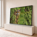 Coruja-real de olhos laranja intensos escondida entre galhos verdes de pinheiro, quadro decorativo