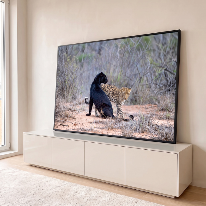 Pantera negra e leopardo malhado juntos em trilha de terra na savana africana, quadro decorativo
