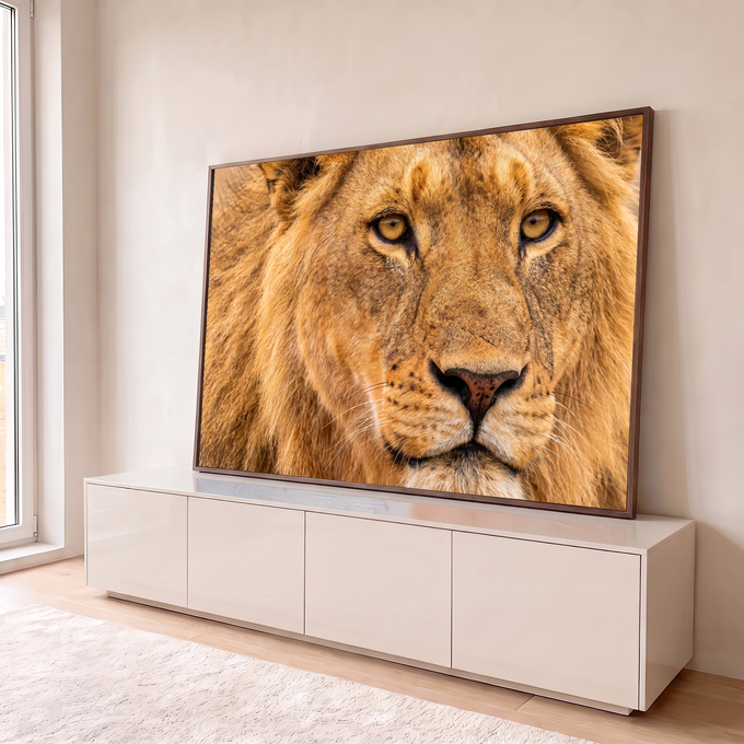 Quadro Decorativo Grande Rosto de Leão para Sala Dourado | quadros decorativos para sala | close de rosto de leão jovem com juba dourada e olhar fixo | em Quadros para Sala | Porao dos Quadros