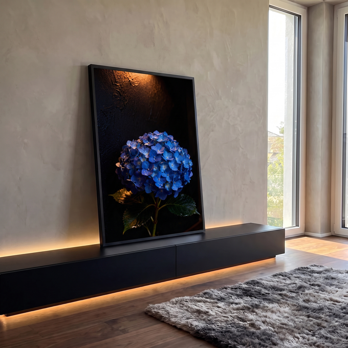 Hortênsia azul com gotas de orvalho em fundo escuro iluminado por luz dourada, quadro decorativo