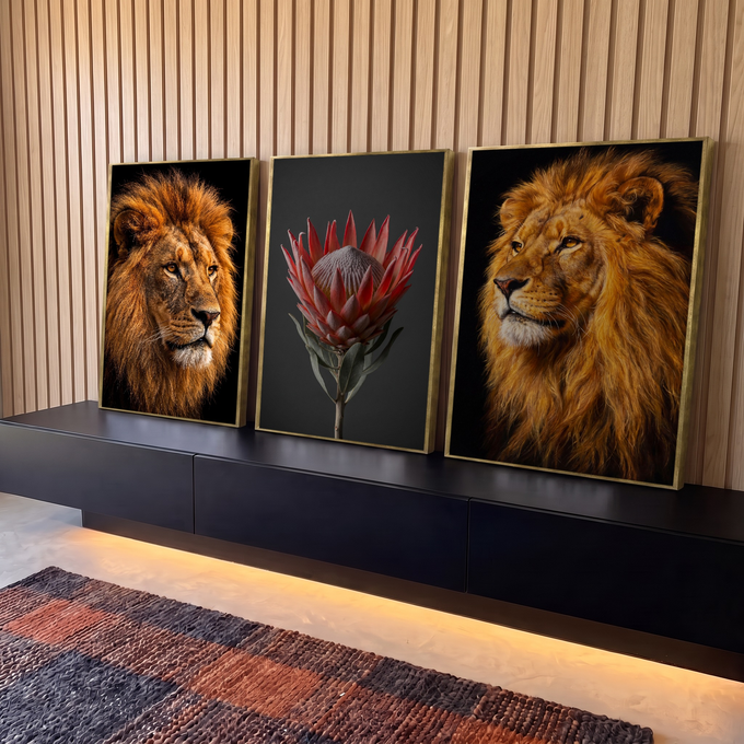 Quadro Decorativo Kit 3 Telas Leões Juba Dourada para Sala | quadros decorativos para sala | dois leões de juba dourada emoldurando uma flor protea rosa ao centro | em Quadros para Sala | Porao dos Quadros