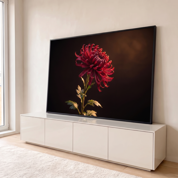 Quadro Decorativo Grande Crisântemo para Sala Vermelho | quadros decorativos para sala | crisântemo vermelho-vinho com pétalas curvadas e gotas de orvalho sobre fundo escuro | em Quadros para Sala | Porao dos Quadros
