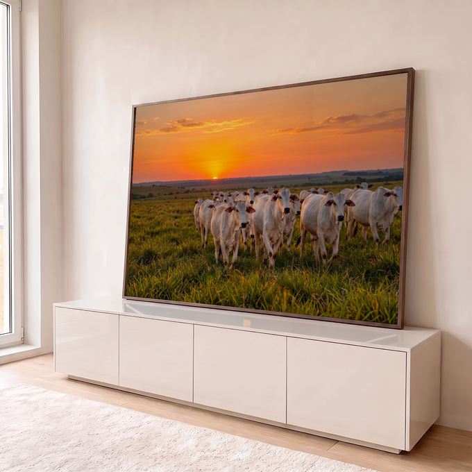 Rebanho de gado Nelore branco no pasto verde sob céu laranja de pôr do sol, quadro decorativo