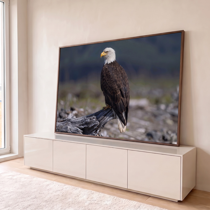 Águia-de-cabeça-branca de perfil pousada em tronco seco com fundo cinza desfocado, quadro decorativo