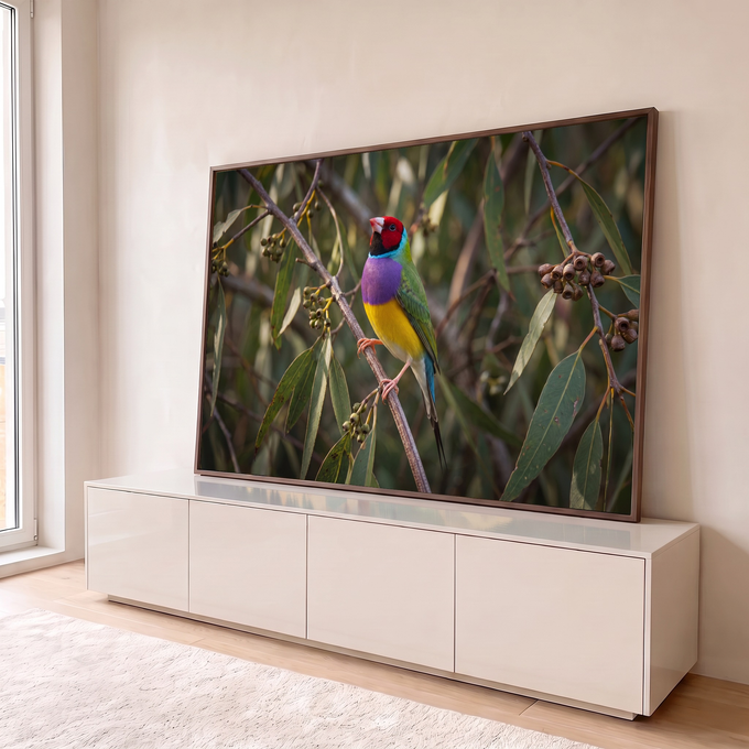 Pássaro diamante-de-gould colorido pousado em galho de eucalipto com folhas verdes, quadro decorativo