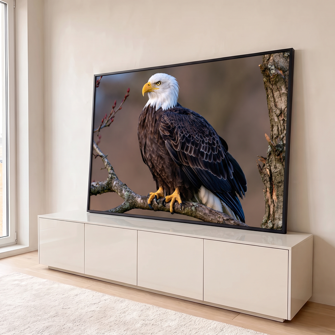 Quadro Decorativo Águia Americana de Cabeça Branca em Galho | quadros decorativos para sala | águia-de-cabeça-branca empoleirada em galho seco com fundo desfocado | em Quadros para Sala | Porao dos Quadros