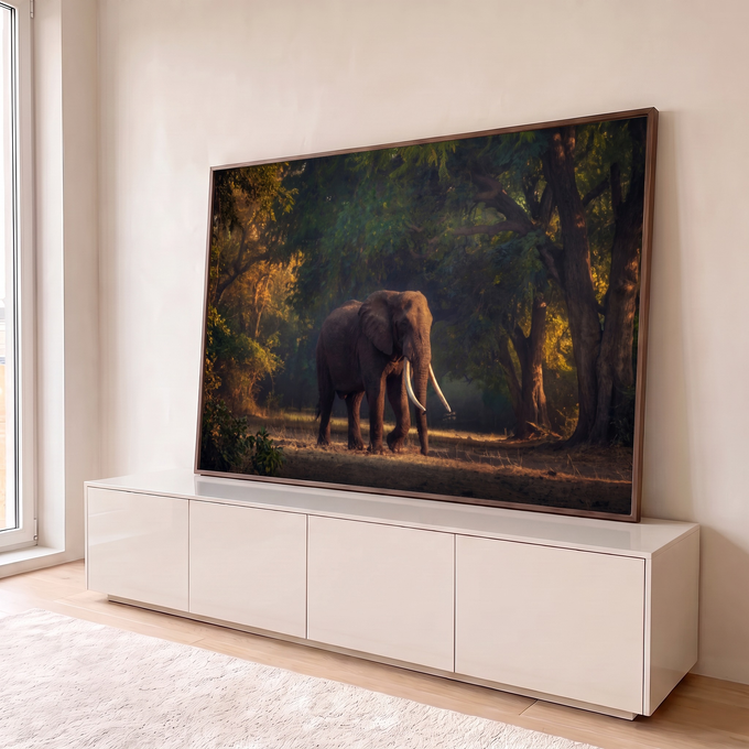 Elefante africano de presas longas caminhando na floresta sob luz dourada do fim de tarde, quadro decorativo