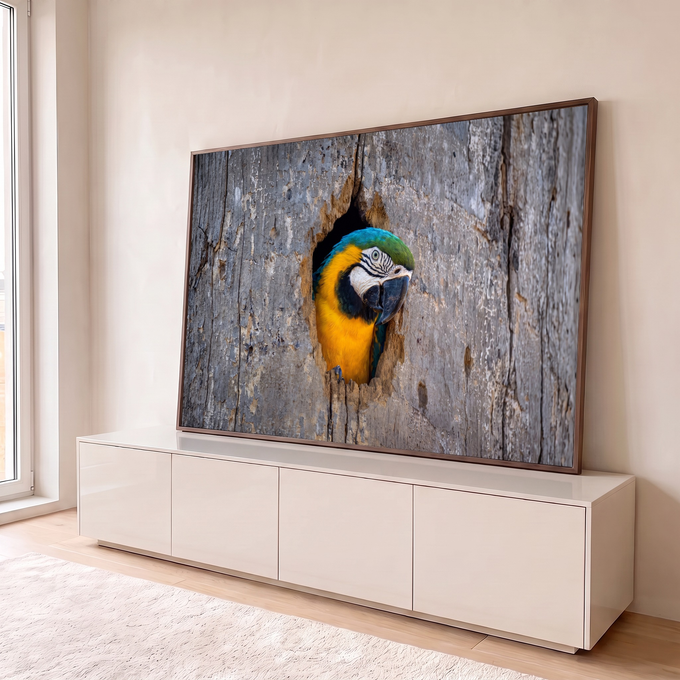 Arara azul e amarela espiando pelo oco de um tronco de madeira cinza, fotografia, quadro decorativo