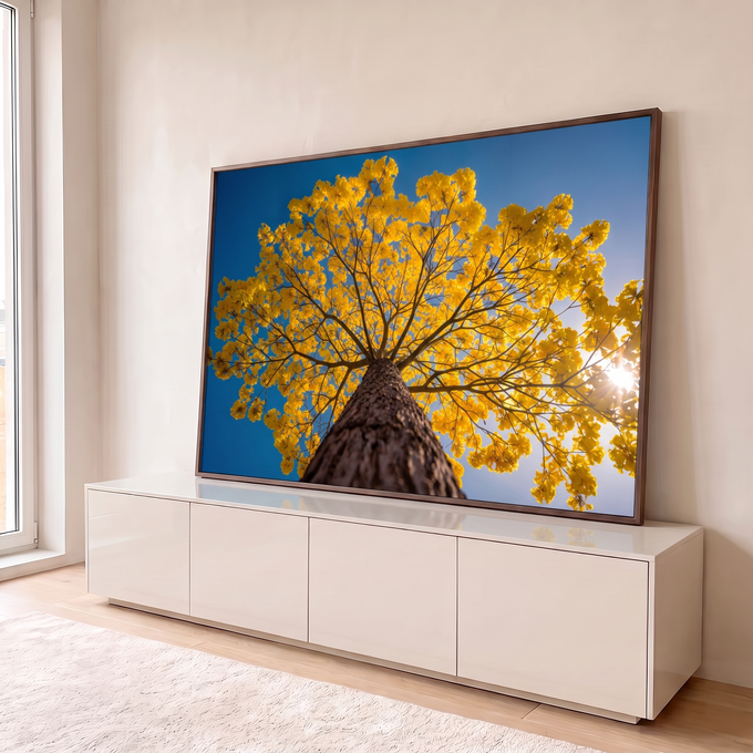 Fotografia de ipê amarelo florido visto de baixo, galhos contra céu azul e sol, quadro decorativo