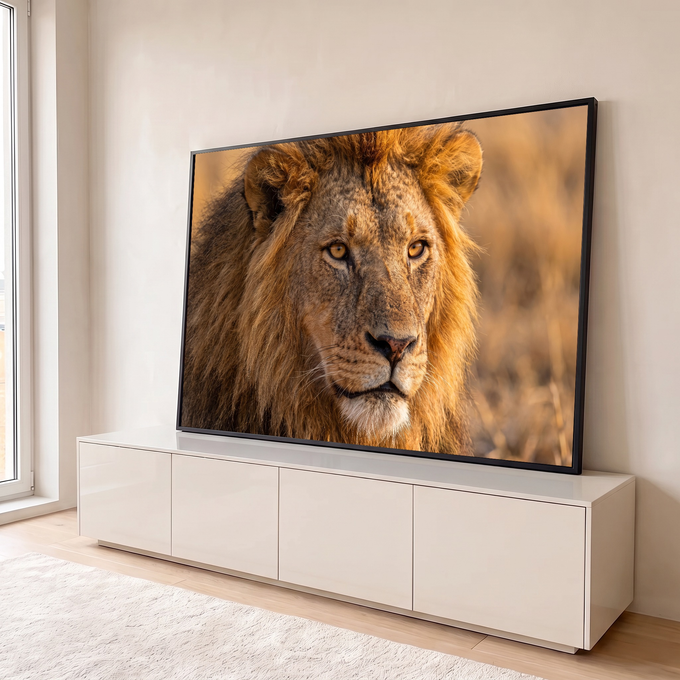 Rosto de leão em close com juba dourada e olhos âmbar na luz da savana, quadro decorativo