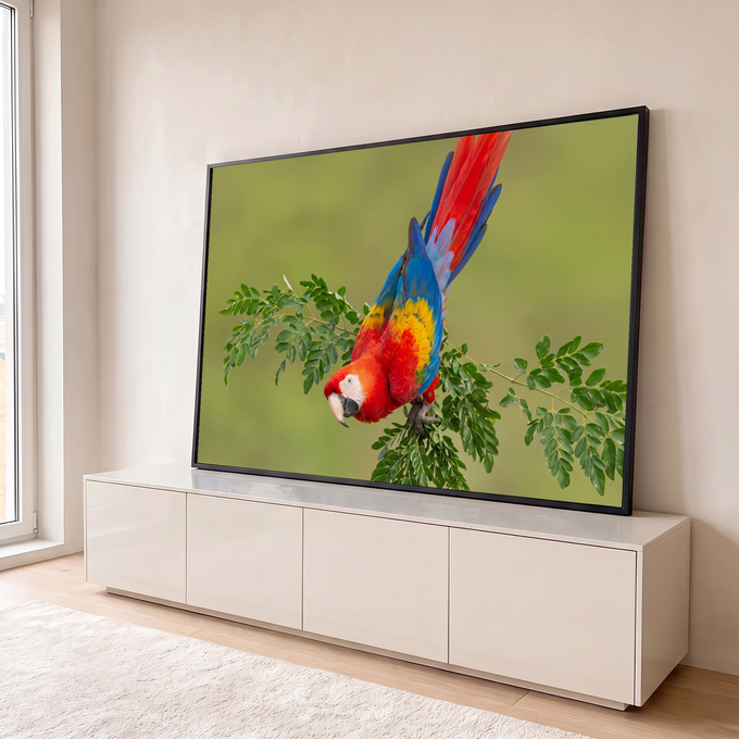 Arara vermelha, azul e amarela de cabeça para baixo em galho com folhas e fundo verde desfocado, quadro decorativo