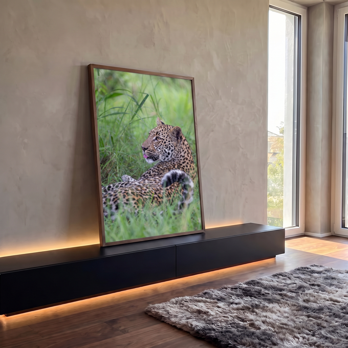 Leopardo deitado no capim verde olhando para trás com a língua de fora, quadro decorativo