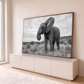 Elefante africano de tromba enrolada e orelha aberta na savana, fotografia preto e branco, quadro decorativo
