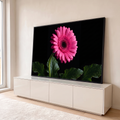 Quadro Decorativo Grande Flor Gerbera Rosa para Sala | quadros decorativos para sala | gerbera rosa com gotas de água sobre fundo preto | em Quadros para Sala | Porao dos Quadros