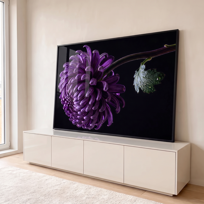 Quadro Decorativo Grande Crisântemo para Sala Roxo | quadros decorativos para sala | crisântemo roxo em close com pétalas cobertas de gotas de orvalho sobre fundo preto | em Quadros para Sala | Porao dos Quadros