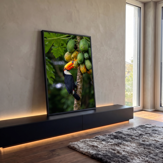 Tucano de bico laranja comendo mamão em pé de papaia com folhagem verde ao fundo, quadro decorativo
