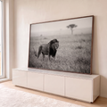 Leão de juba escura caminhando na savana enevoada com acácia ao fundo, em preto e branco, quadro decorativo