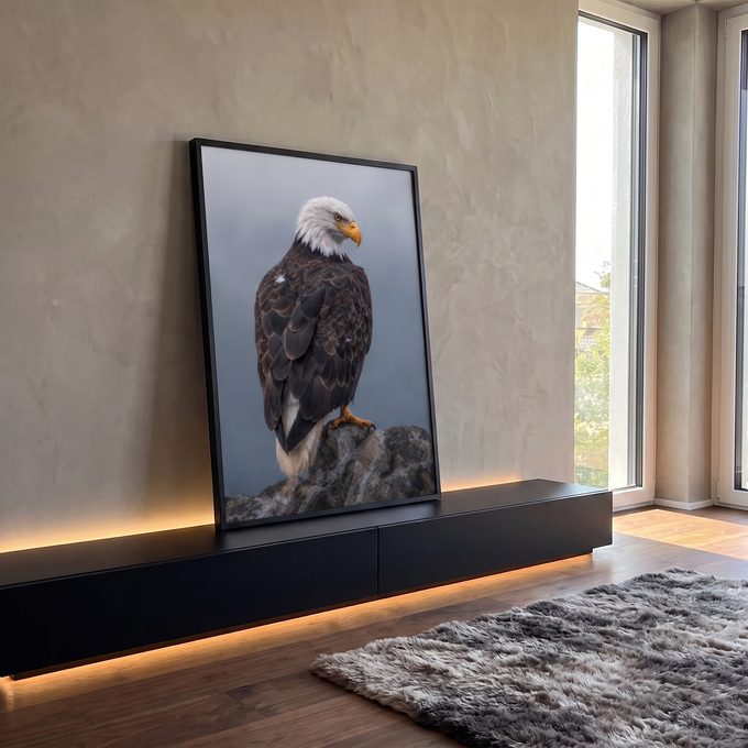 Águia-de-cabeça-branca de costas pousada em rocha, olhando de lado, fundo cinza azulado, quadro decorativo