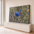 Pássaro fada-azul de cauda erguida pousado em galho seco com fundo verde desfocado, quadro decorativo