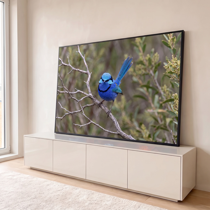Pássaro fada-azul de cauda erguida pousado em galho seco com fundo verde desfocado, quadro decorativo