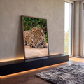 Quadro Decorativo Grande Onça-Pintada Deitada para Sala | quadros decorativos para sala | onça-pintada deitada na areia com olhar fixo e pelagem dourada manchada de preto | em Quadros para Sala | Porao dos Quadros