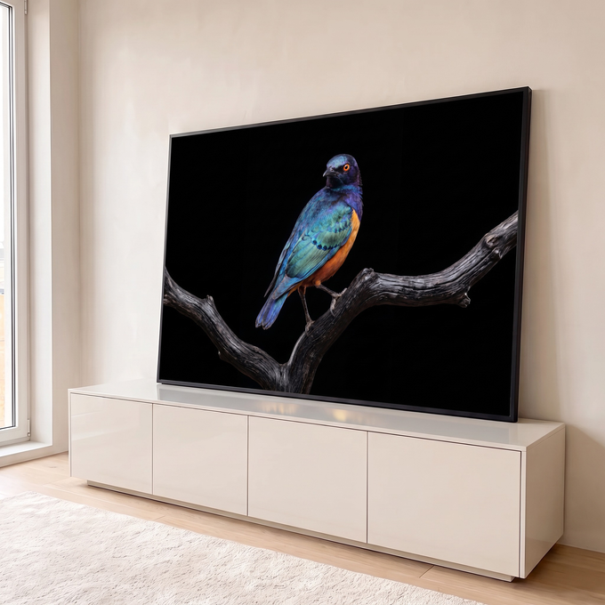 Quadro Decorativo Grande Pássaro e Laranja para Sala Azul | quadros decorativos para sala | pássaro com plumagem azul e laranja iridescente pousado em galho seco contra fundo preto | em Quadros para Sala | Porao dos Quadros