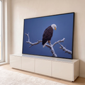 Quadro Decorativo Grande Águia Americana Neve para Sala Azul | quadros decorativos para sala | águia de cabeça branca pousada em galho nevado sobre fundo azul escuro | em Quadros para Sala | Porao dos Quadros