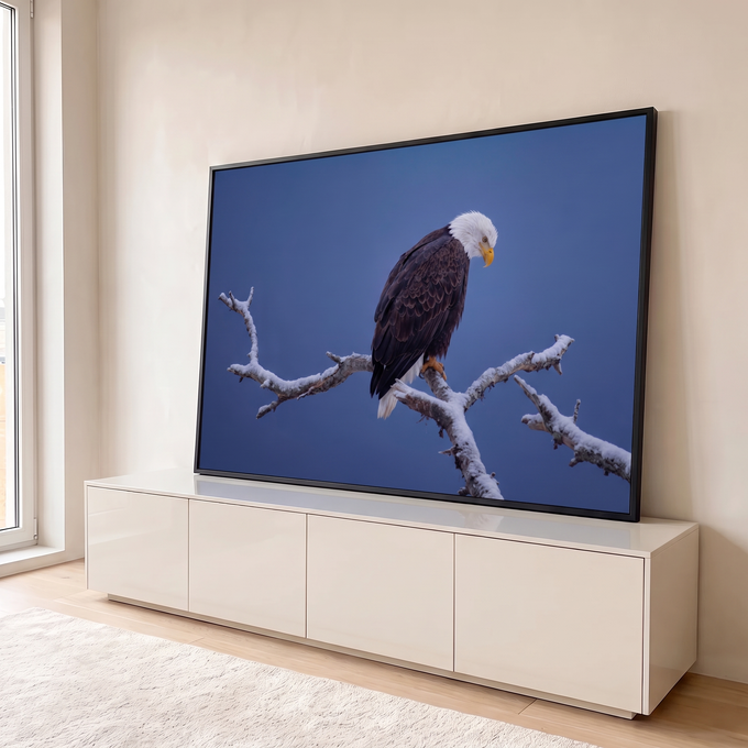 Quadro Decorativo Grande Águia Americana Neve para Sala Azul | quadros decorativos para sala | águia de cabeça branca pousada em galho nevado sobre fundo azul escuro | em Quadros para Sala | Porao dos Quadros