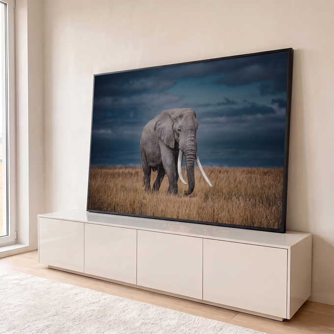 Quadro Decorativo Grande Elefante com Presas para Sala Azul | quadros decorativos para sala | elefante com grandes presas caminhando em campo de capim seco sob céu azul escuro | em Quadros para Sala | Porao dos Quadros