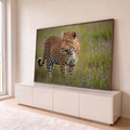 Leopardo de olhar atento caminhando em prado verde com flores lilás, fotografia, quadro decorativo