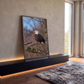 Quadro Decorativo Águia Americana Pousada em Galho | quadros decorativos para sala | águia-de-cabeça-branca pousada em galho com brotos vermelhos ao redor | em Quadros para Sala | Porao dos Quadros