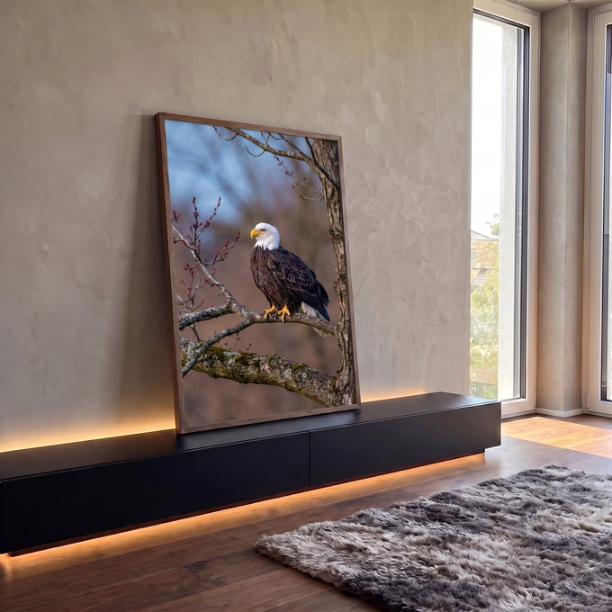 Quadro Decorativo Águia Americana Pousada em Galho | quadros decorativos para sala | águia-de-cabeça-branca pousada em galho com brotos vermelhos ao redor | em Quadros para Sala | Porao dos Quadros