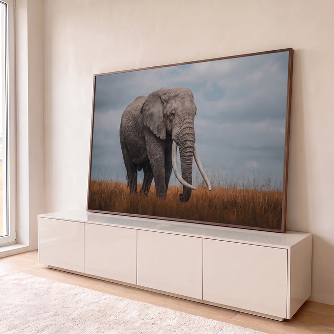 Elefante africano de presas longas caminhando no capim dourado sob céu cinza nublado, quadro decorativo