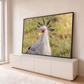 Ave secretária cinza com crista de penas pretas e face laranja, com capim verde desfocado ao fundo, quadro decorativo