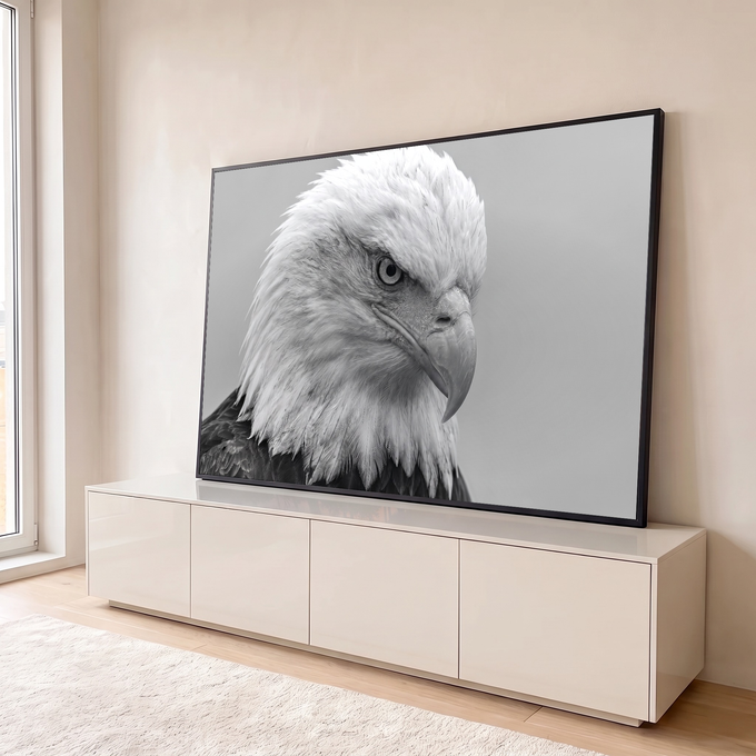 Quadro Decorativo Grande Águia Americana Preto para Sala | quadros decorativos para sala | retrato em preto e branco de águia de cabeça branca com gota no bico | em Quadros para Sala | Porao dos Quadros