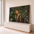 Leão de juba dourada dormindo pendurado no galho de uma árvore com folhagem verde, quadro decorativo