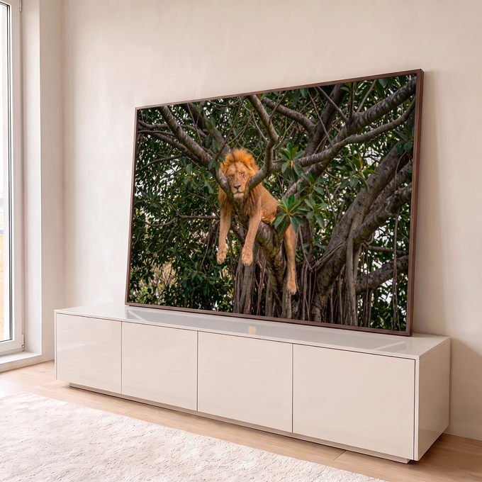 Leão de juba dourada dormindo pendurado no galho de uma árvore com folhagem verde, quadro decorativo