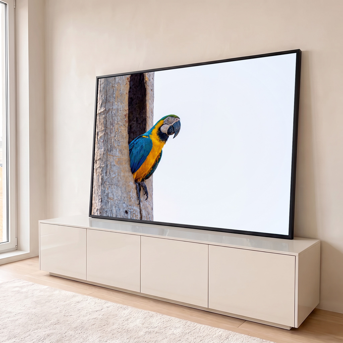 Arara azul e amarela saindo do ninho em tronco de árvore sob céu claro, quadro decorativo