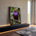 Pássaro bordô de peito lilás pousado em galho com musgo e bromélia, fundo verde desfocado, quadro decorativo