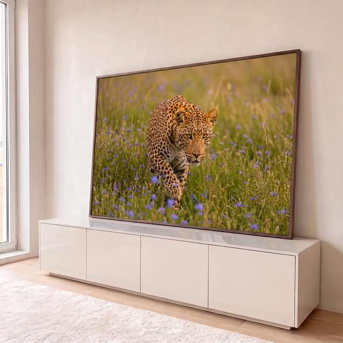 Leopardo caminhando entre flores roxas em campo verde, com olhar intenso, fotografia, quadro decorativo