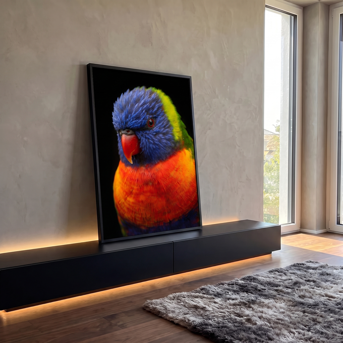 Quadro Decorativo Grande Papagaio Lóris para Sala Azul | quadros decorativos para sala | papagaio lóris-arco-íris em close com cabeça azul, peito laranja e fundo preto | em Quadros para Sala | Porao dos Quadros