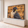Quadro Decorativo Grande Falcão Peregrino para Sala Dourado | quadros decorativos para sala | falcão peregrino em close com olhar intenso e fundo dourado desfocado | em Quadros para Sala | Porao dos Quadros