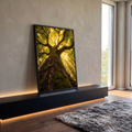 Quadro Decorativo Grande Árvore com Musgo para Sala Verde | quadros decorativos para sala | tronco coberto de musgo verde visto de baixo com copa dourada pela luz do sol | em Quadros para Sala | Porao dos Quadros