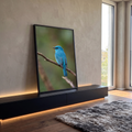 Pássaro azul turquesa pousado em galho seco com fundo verde desfocado, fotografia, quadro decorativo