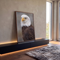 Águia-de-cabeça-branca em close com bico amarelo e penas marrons sobre fundo cinza, quadro decorativo