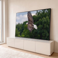 Quadro Decorativo Grande Águia Americana Voo para Sala | quadros decorativos para sala | águia de cabeça branca voando com asas abertas sobre fundo verde desfocado | em Quadros para Sala | Porao dos Quadros
