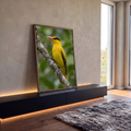 Pássaro papa-figo amarelo de máscara negra e bico rosado pousado em galho com líquen, quadro decorativo